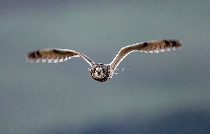 Short eared owl on Exmoor1.jpg