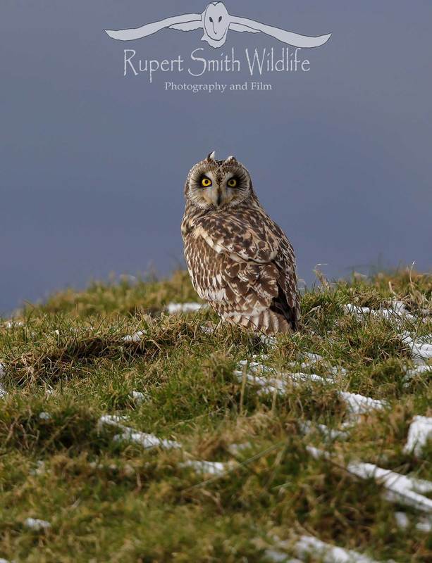 Short-eared-owl-in-snow.jpg