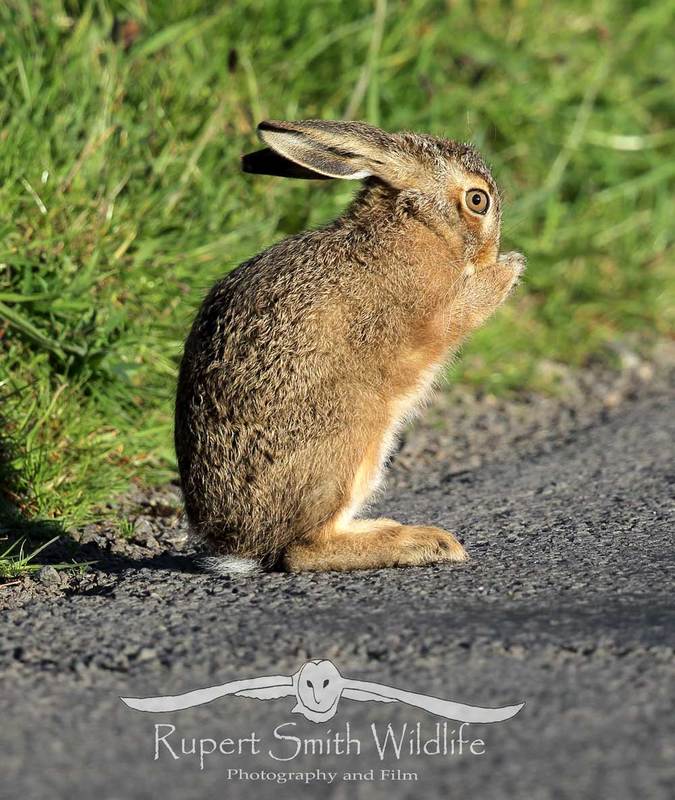Shy-Brown-Hare.jpg