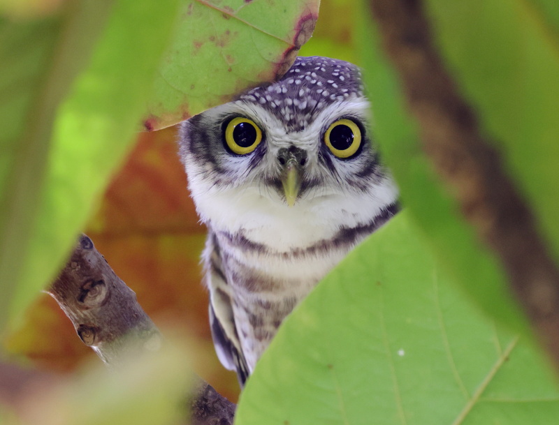 Spotted owlet 0C4A40591.jpg