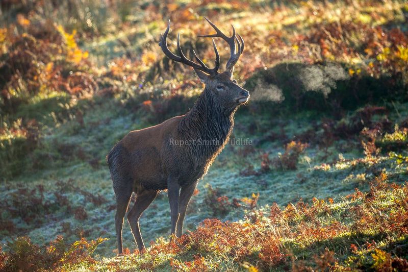 Stag early morning with breath.jpg