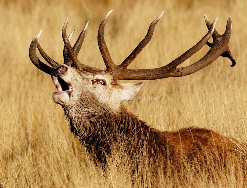 Stag roaring close.jpg