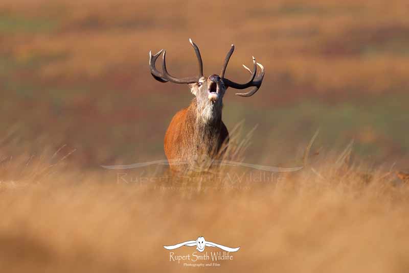 Stag-great-roar(1).jpg