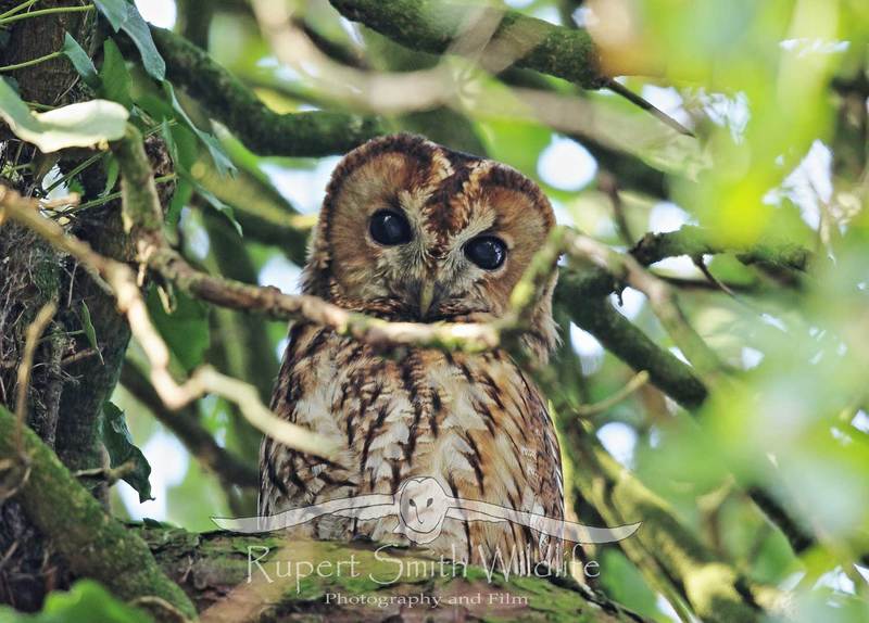 Tawny-Owl-sat-in-tree(1).jpg