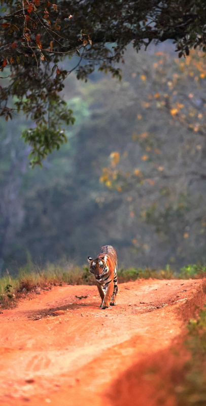 Tiger-Nagrahole-0C4A38391.jpg