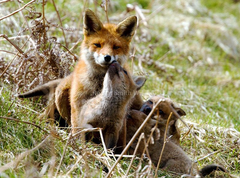 Vixen and Cubs.jpg :: Vixen with Cubs suckling on Exmoor