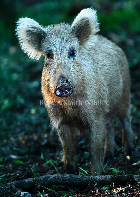 Wild Boar Exmoor.jpg :: Wild boar on Exmoor