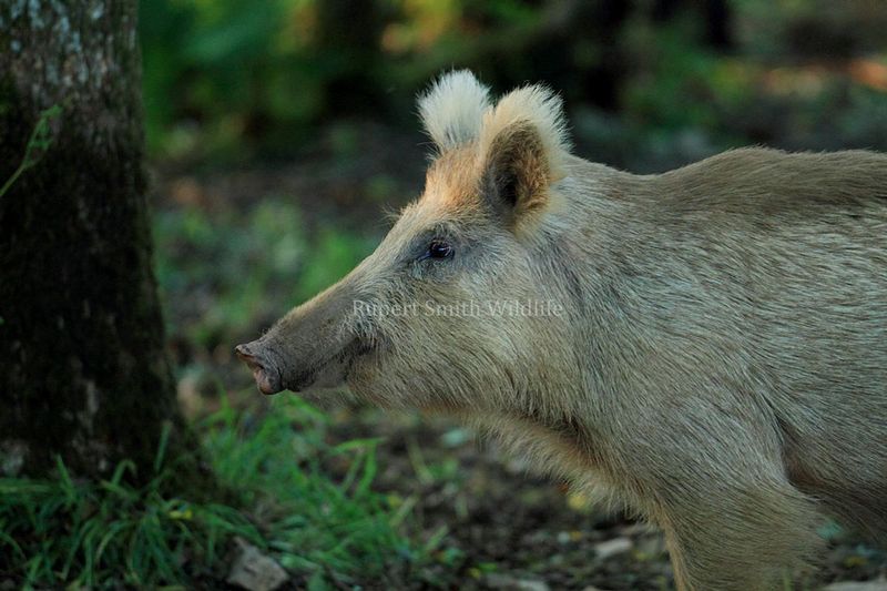 Wild Boar Sow Exmoor.jpg