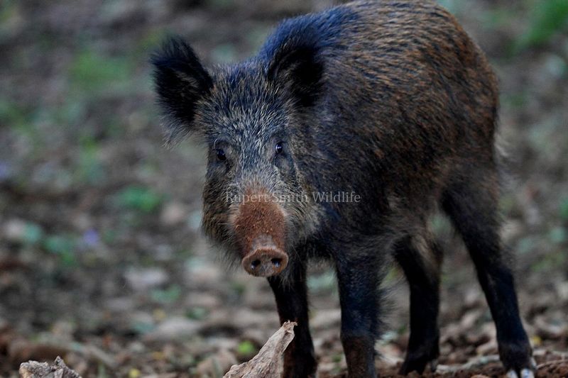Wild boar on Exmoor.jpg
