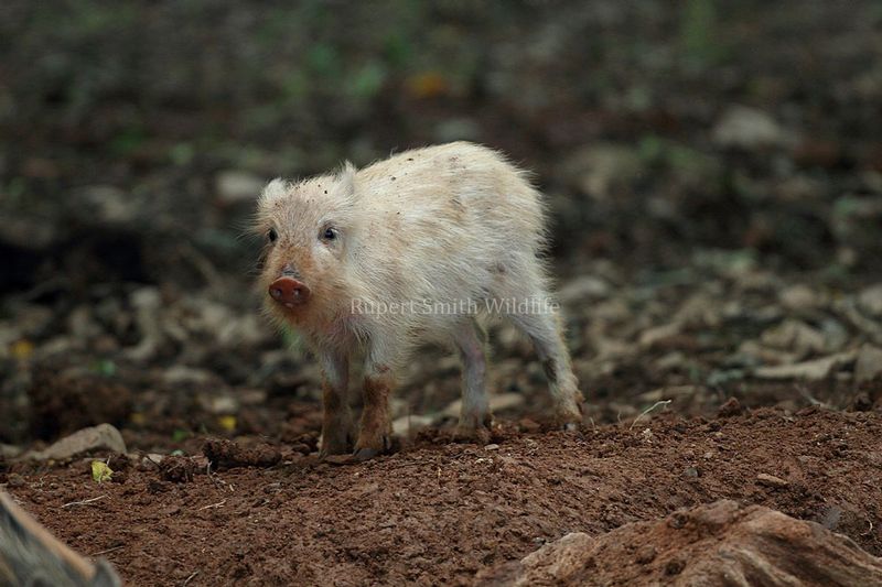 Wild boar piglet -Exmoor.jpg