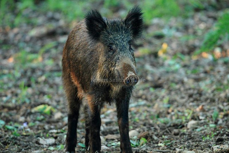 Wild boar sow dark.jpg