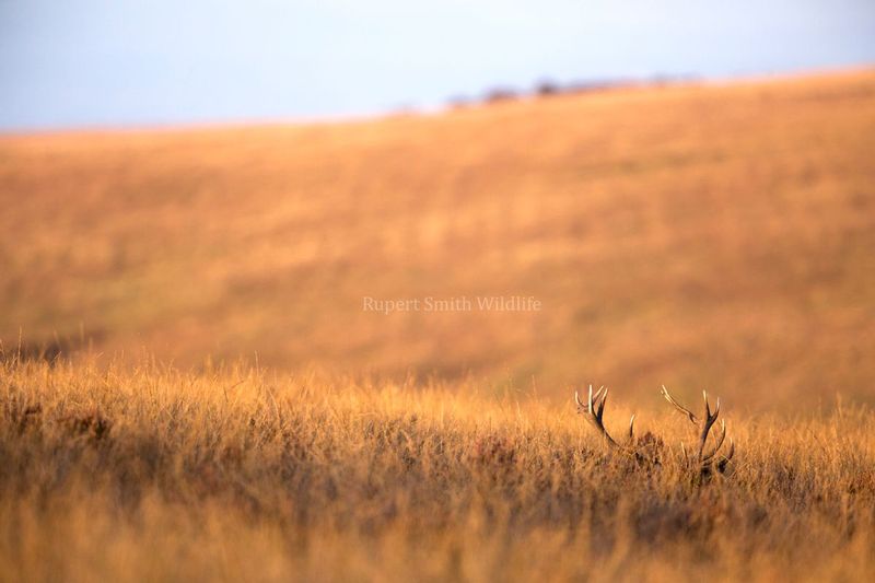 antlers in moorland.jpg