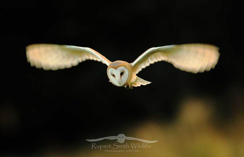 barn-owl-golden-flight.jpg