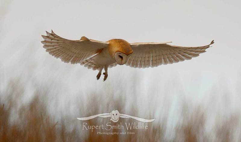 barn-owl-hovering-over-moorland.jpg
