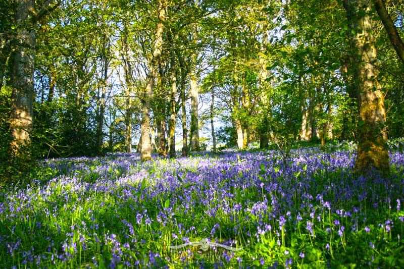 bluebell-wood.jpg