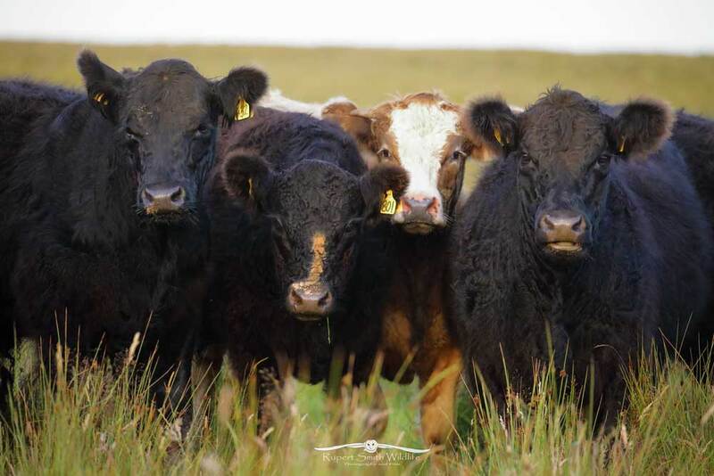 cows-547A6993(1).jpg