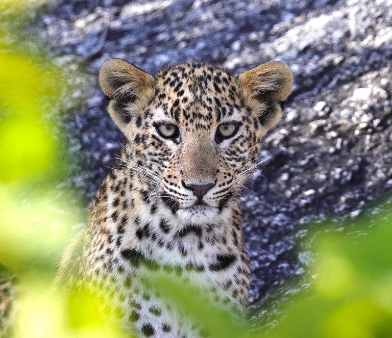 cub portrait 0C4A5971 copy1.jpg