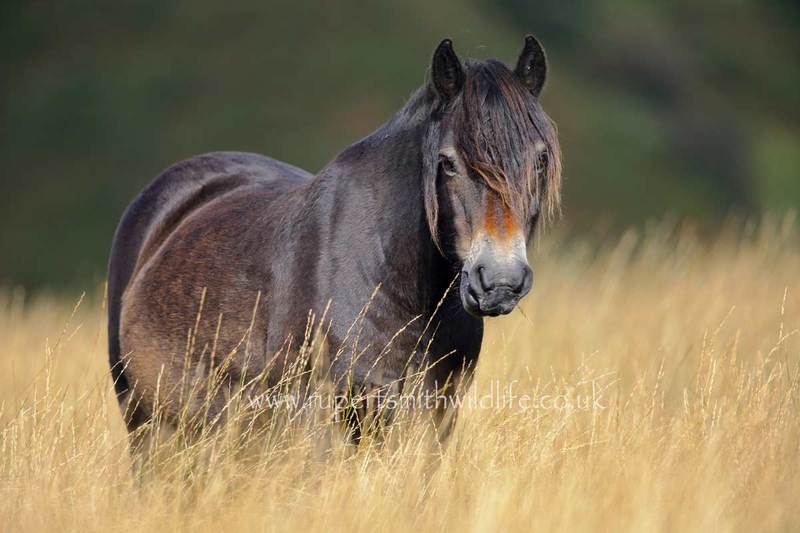 exmoor-pony-in-moorland-grass.jpg
