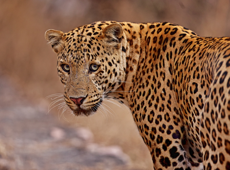 hdr leopard jalanaUntitled1.jpg