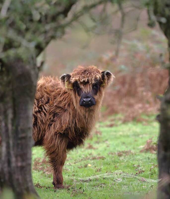 highland-cow-calf-tree.jpg