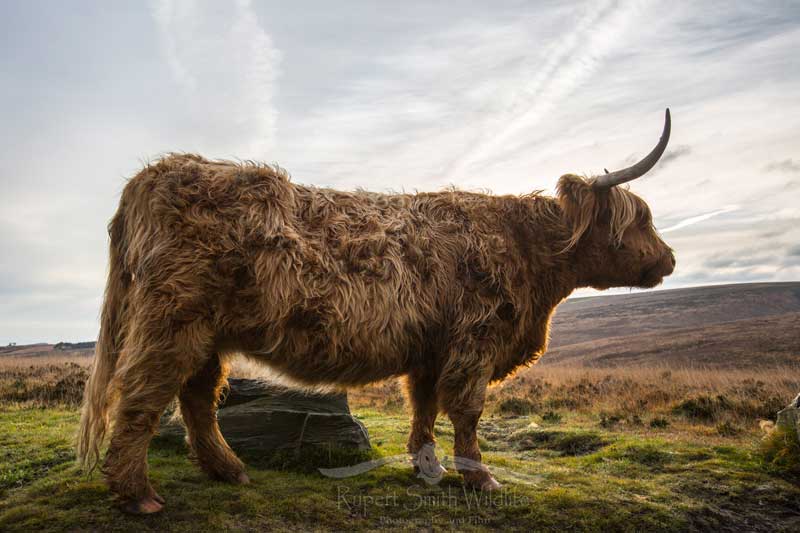 highland-cow-silouiette.jpg