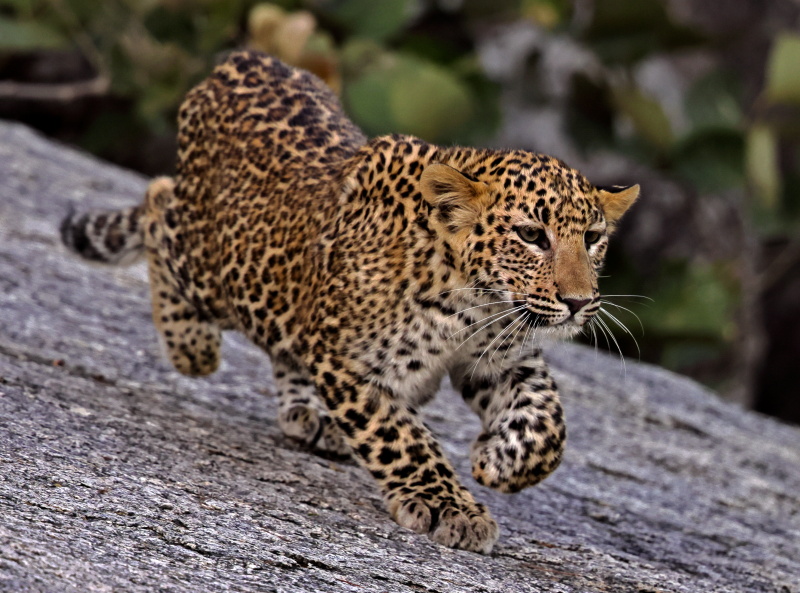 leopard prowl crop 0C4A54781.jpg