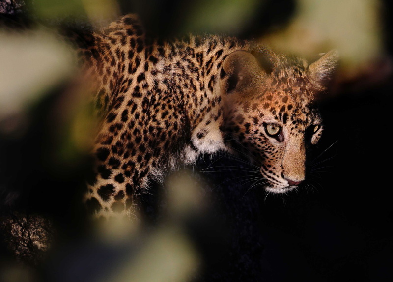leopard-A4-close-up-0C4A5530-copy1.jpg