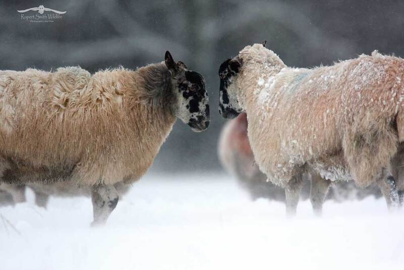 sheep-in--snow-exmoor(1).jpg