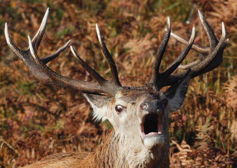 stag close.jpg
