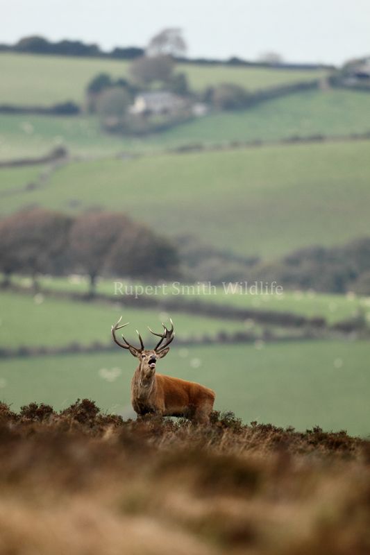 stag with dunkery landscape.jpg