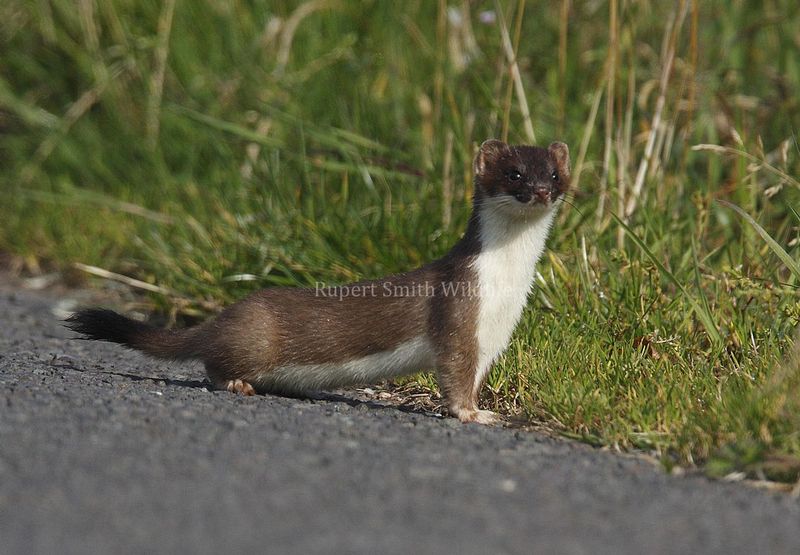 stoat.jpg