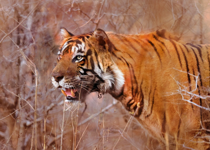 tiger hdr 0C4A72771.jpg