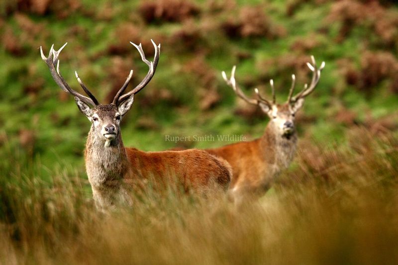 two 4 a top stags.jpg