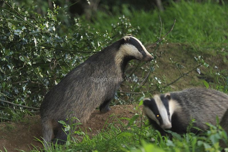 2 Badgers near set.jpg