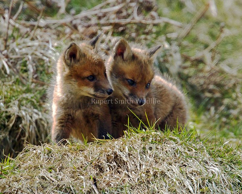 2 Fox cubs.jpg