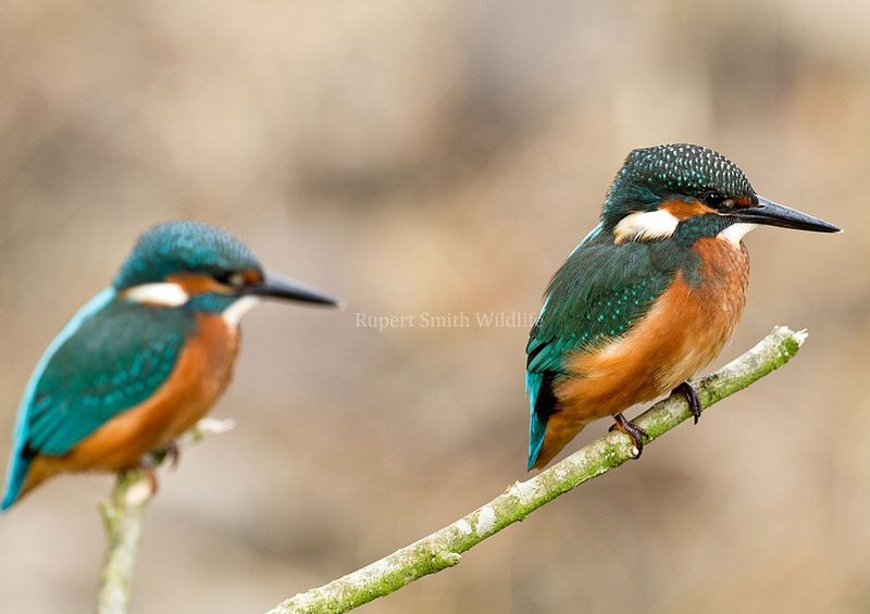 2 Kingfishers.jpg :: Not one but two kingfishers perched ready to fish for minnows