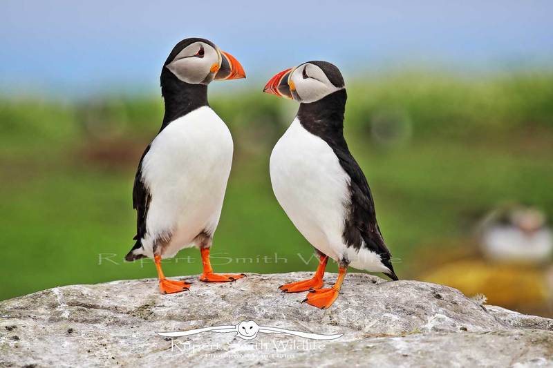 2 Puffins.jpg :: 2 Puffins