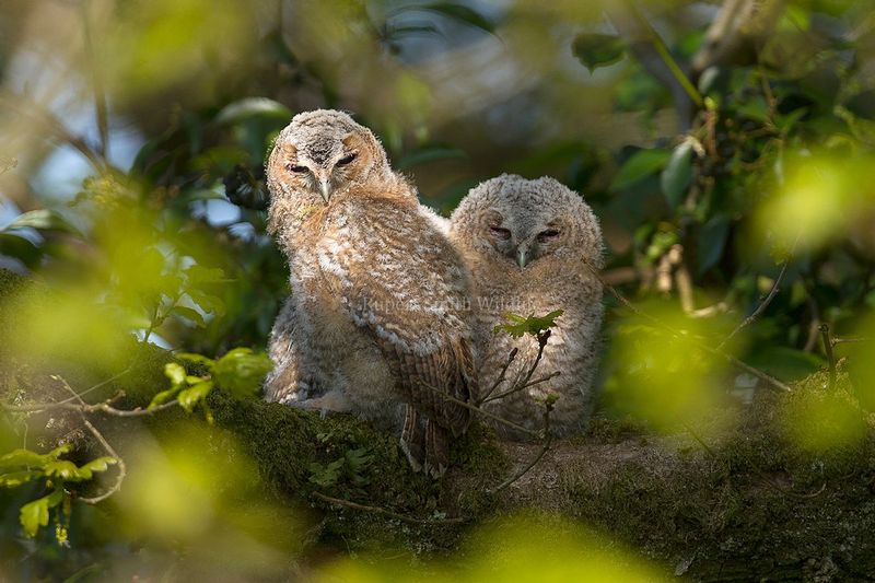 2 tawny owl chicks in tree.jpg
