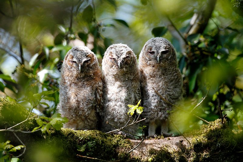3 tawny owl chicks in tree.jpg
