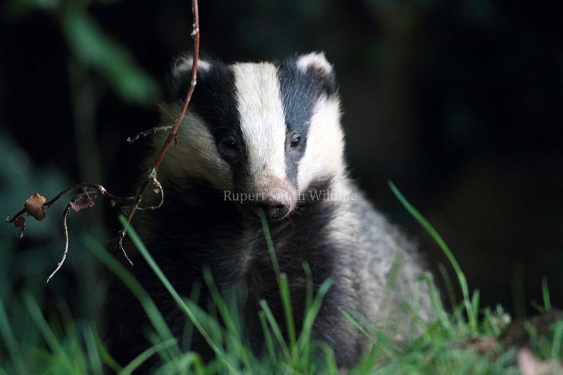 Badger.jpg :: Badger on farmland on Exmoor