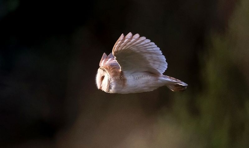 Barn Owl in flight side view.jpg