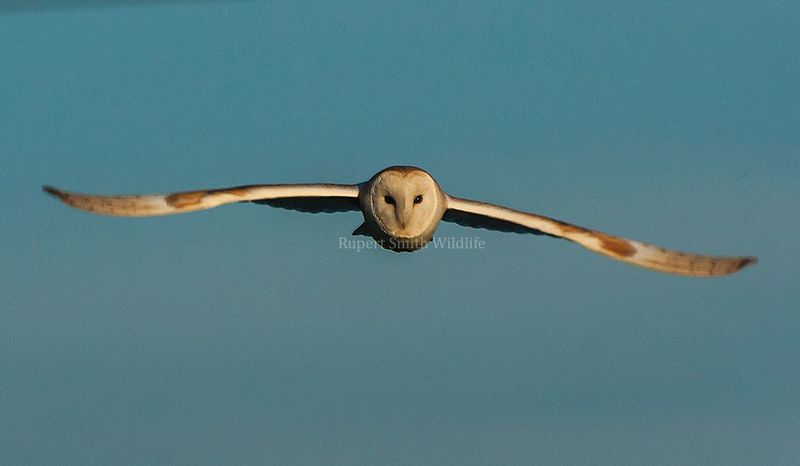 Barn Owl in full flight.jpg