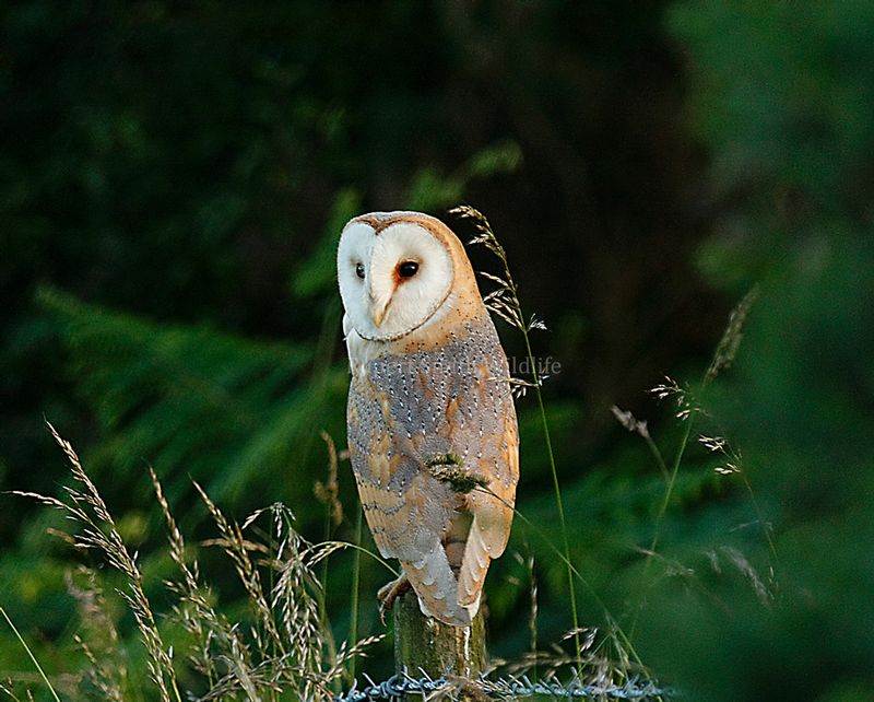 Barn Owl on post.jpg