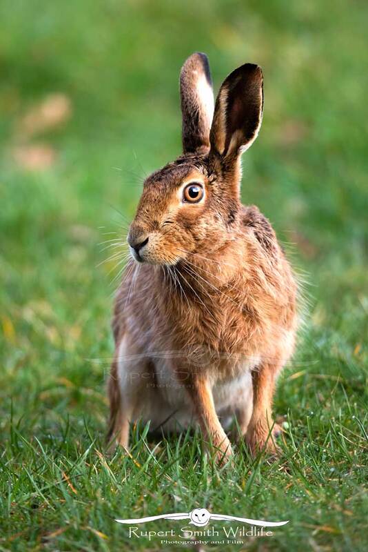 Beautiful Brown Hare.jpg :: Beautiful Brown Hare