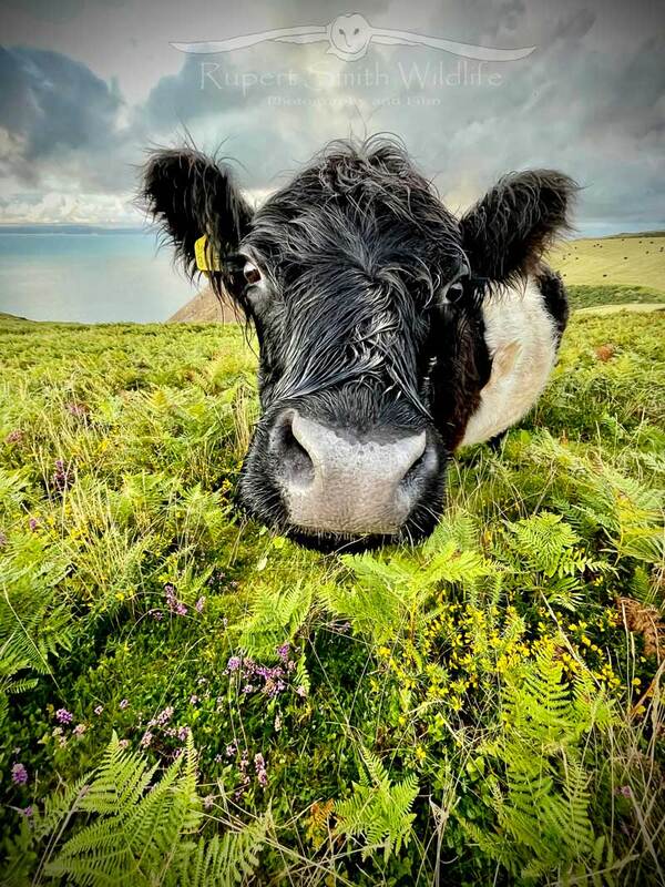 Belted-Galloway Cow -on-moors--portrait-.jpg