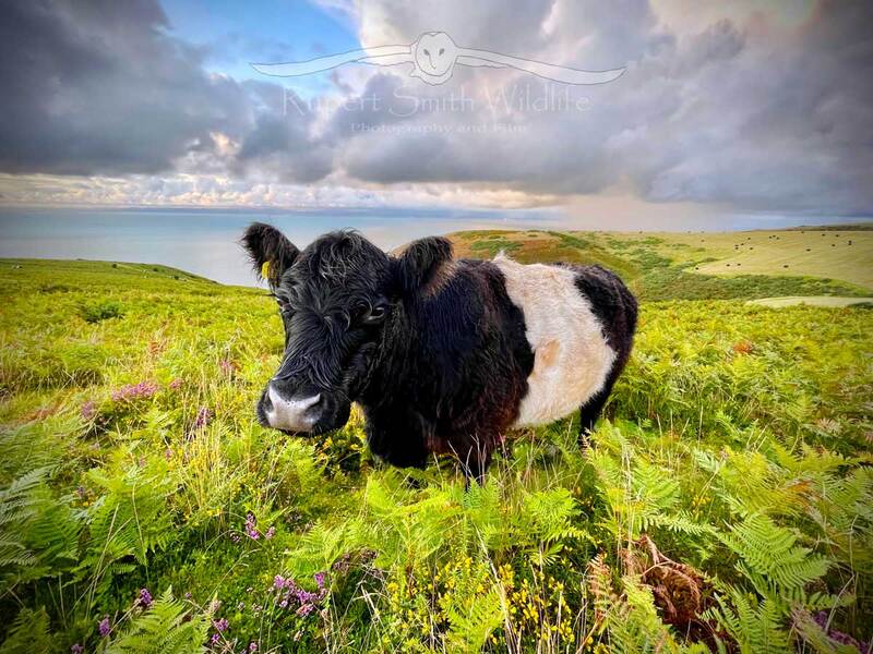 Belted-Galloway on moorland.jpg