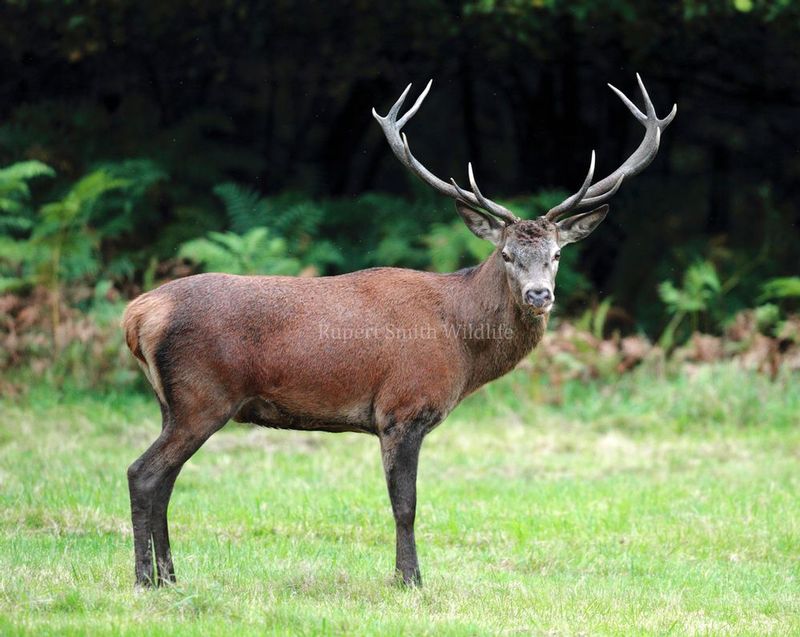 Big Red Deer Stag.jpg
