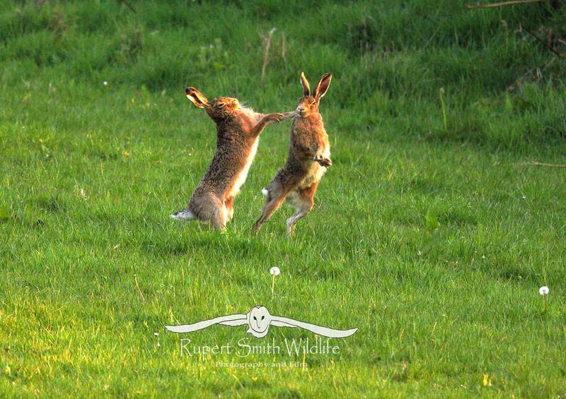 Boxing Hares.jpg :: Boxing Hares (Female v Male)