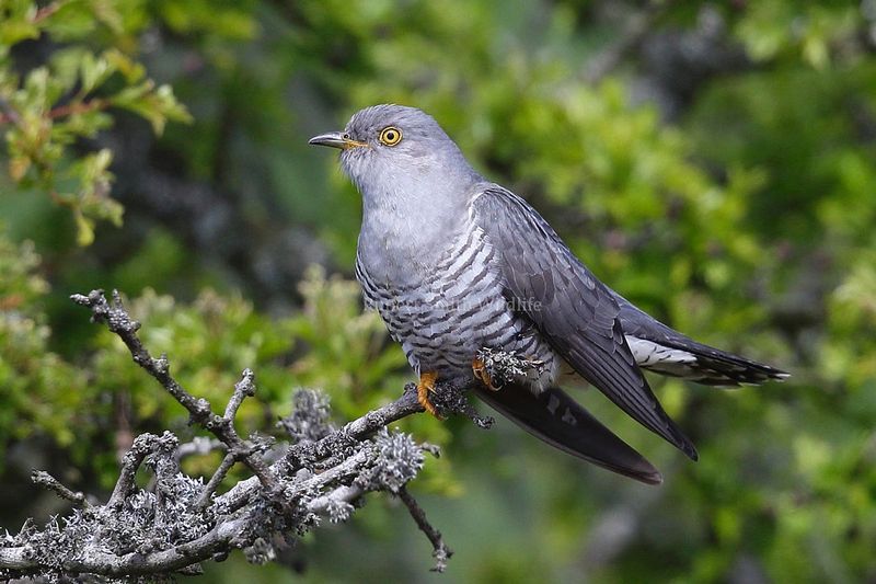 Cuckoo - Exmoor.jpg :: Cuckoo