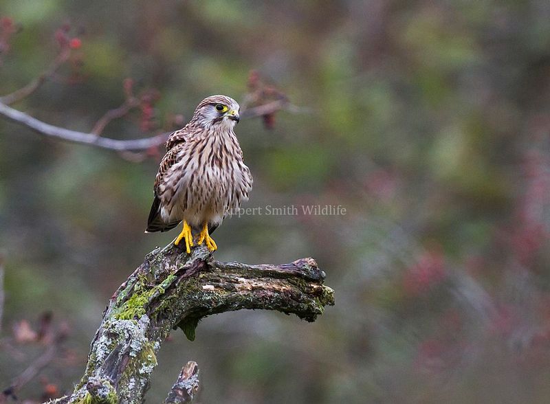 Female Kestral.jpg